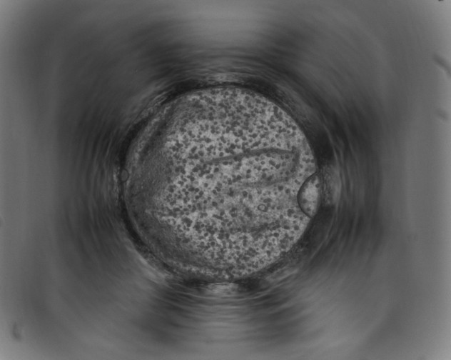 X0000098120410200804251456