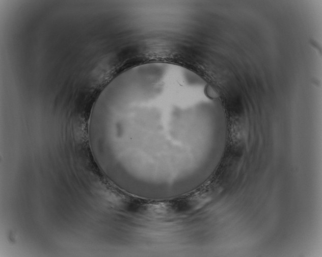 X0000098120411200804251456