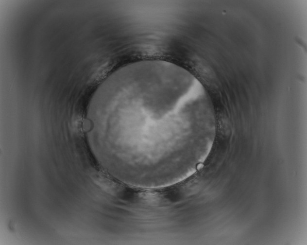 X0000098120419200804251456