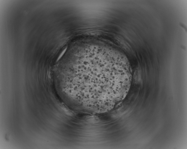 X0000098120424200804251456