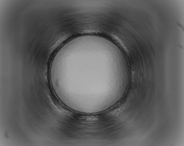 X0000098120443200804251455