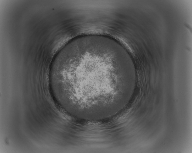 X0000098120487200804251455
