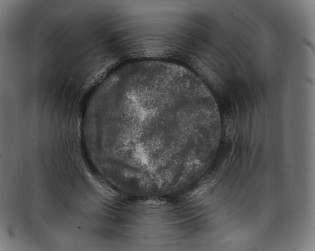 X0000098120542200804251454