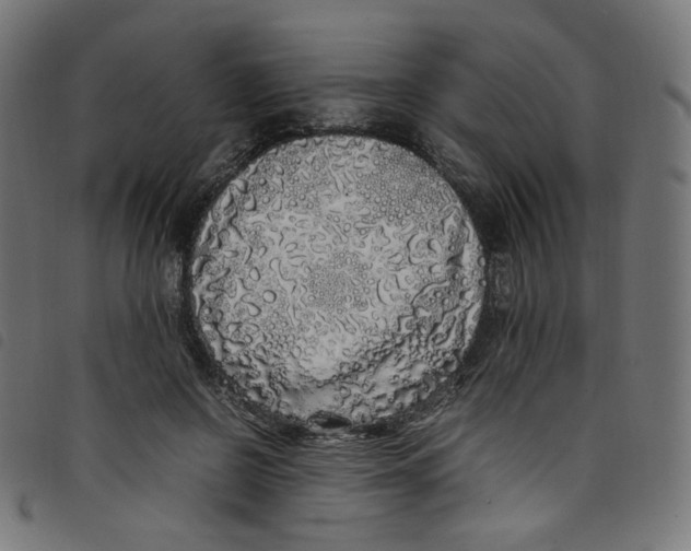 X0000098120550200804251454