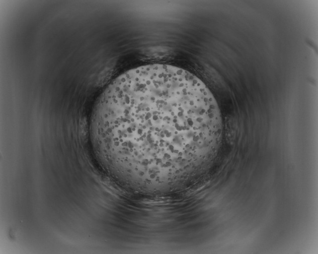 X0000098120563200804251454