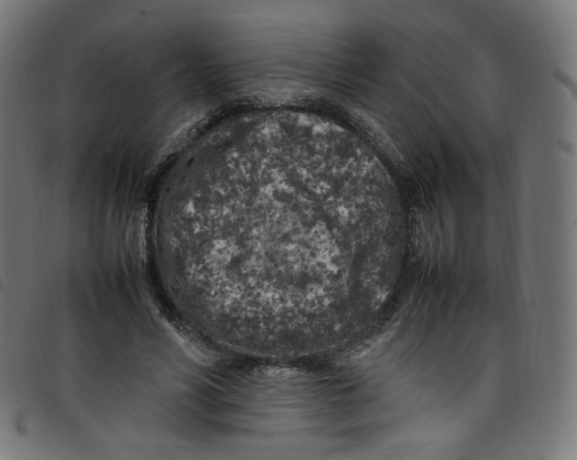 X0000098120590200804251454