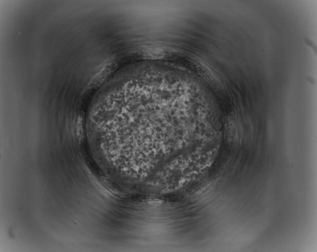 X0000098120598200804251453