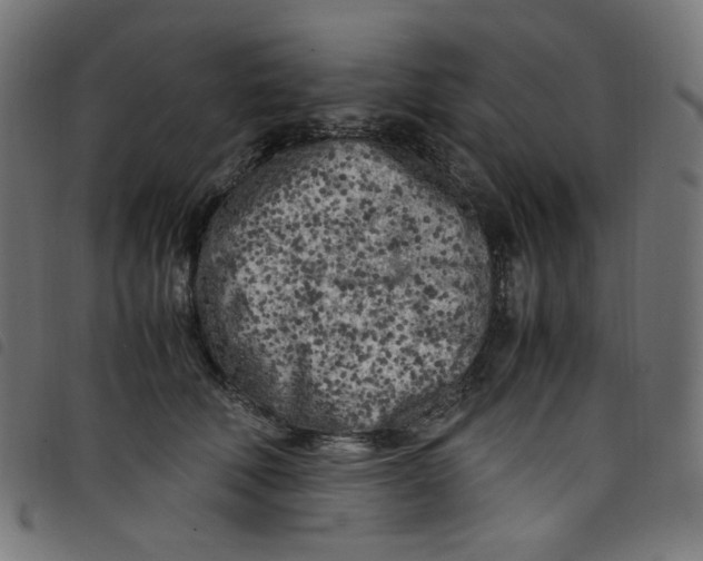 X0000098120610200804251453