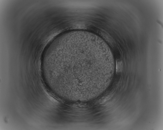 X0000098120627200804251452