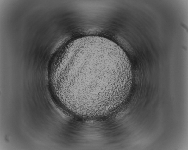 X0000098120634200804251452