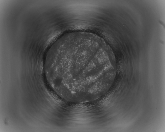 X0000098120640200804251453