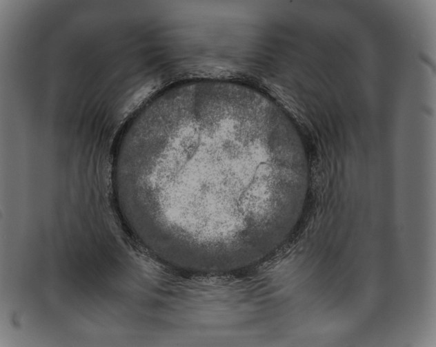 X0000098120679200804251452