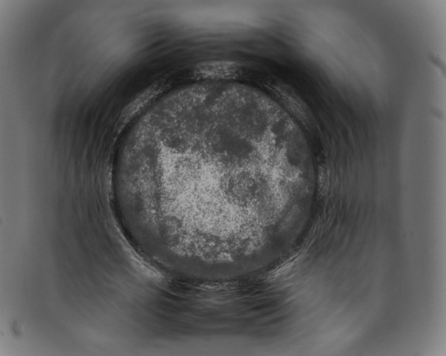 X0000098120725200804251451