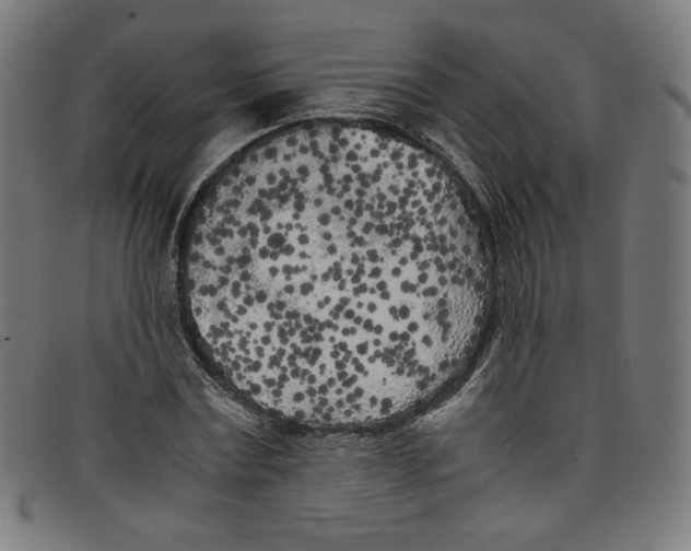 X0000098120779200804251451
