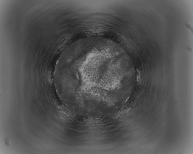 X0000098120819200804251450