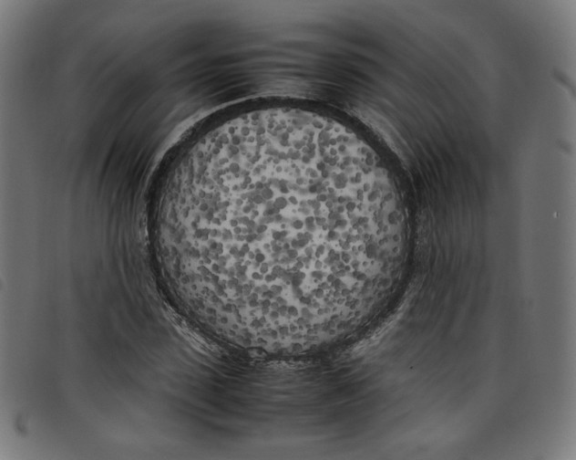X0000098120923200804251448