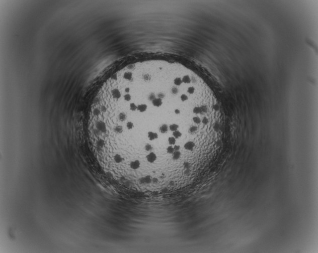 X0000098120968200804251448