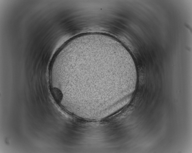 X0000098120990200804251448