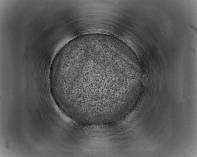 X0000098120995200804251448
