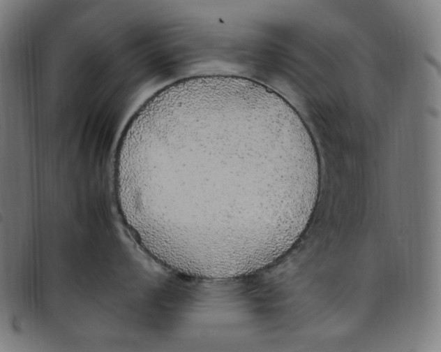 X0000098121008200804251447