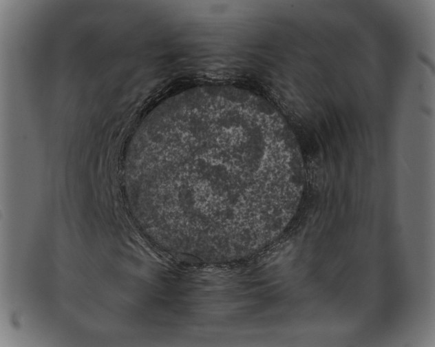 X0000098121009200804251446