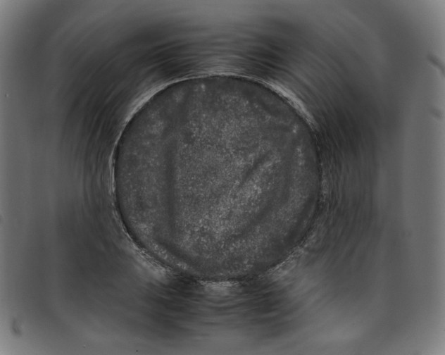 X0000098121031200804251447