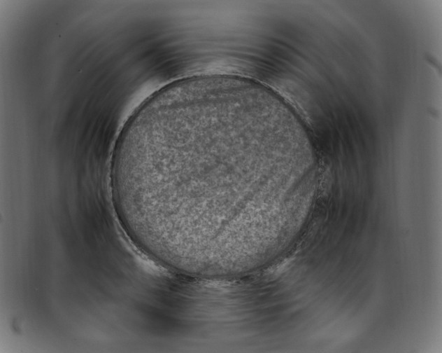 X0000098121086200804251446