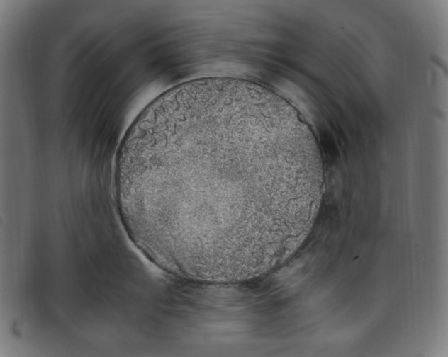 X0000098121103200804251446