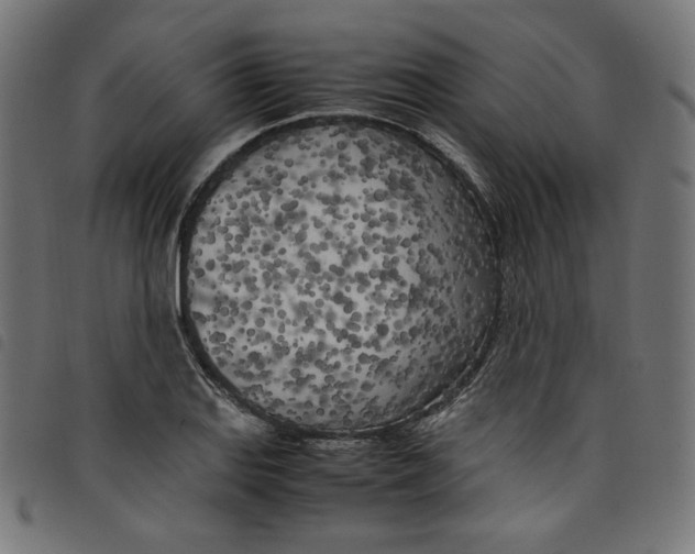 X0000098121127200804251445