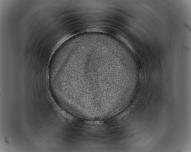 X0000098121133200804251446