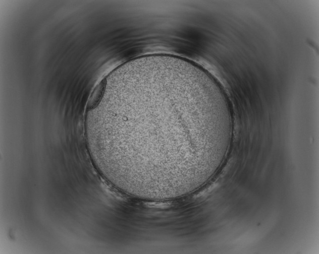 X0000098121145200804251446