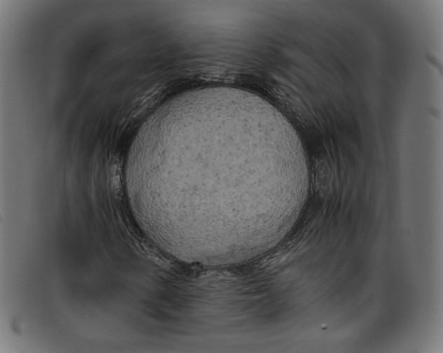 X0000098121154200804251445
