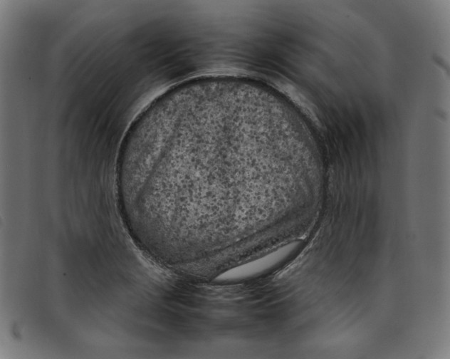 X0000098121229200804251444