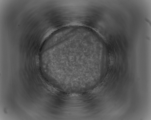 X0000098121266200804251443