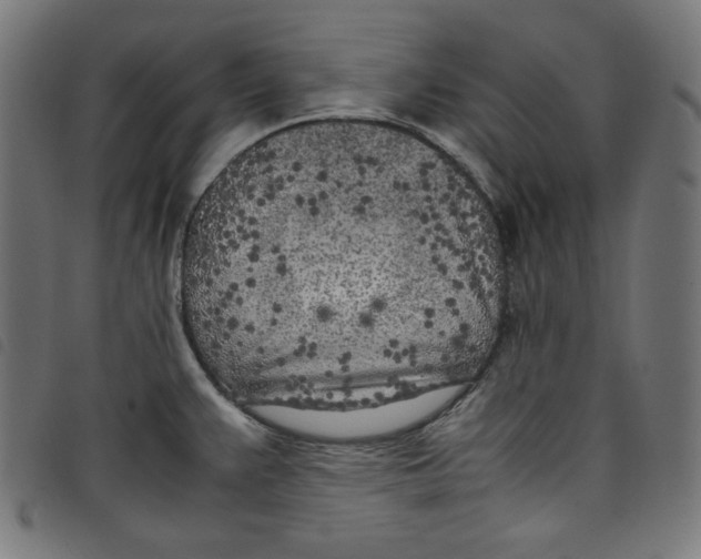 X0000098121383200804251441