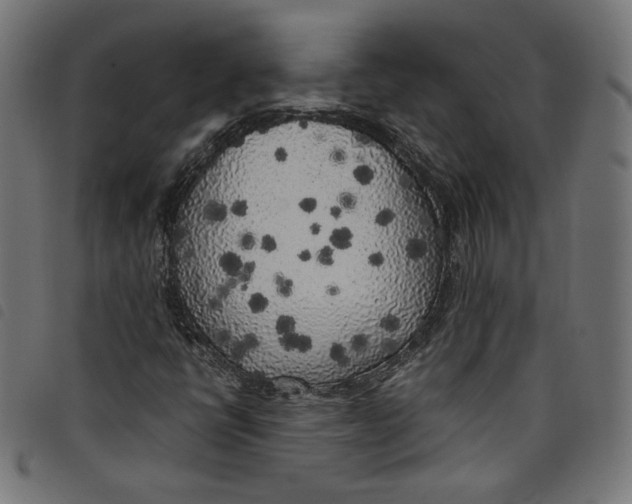 X0000098121398200804251440