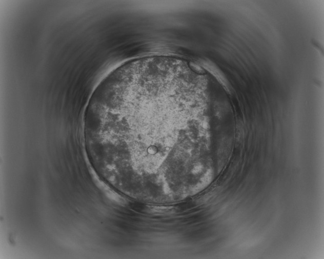 X0000098121439200804251441