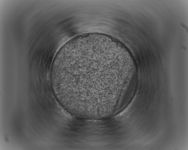 X0000098121529200804251440