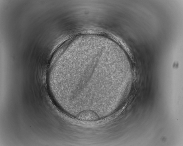 X0000098120010200805021207