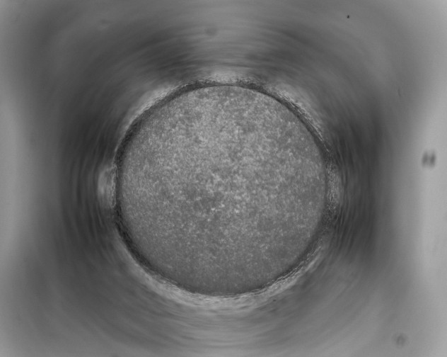 X0000098120016200805021207