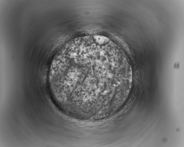 X0000098120018200805021207