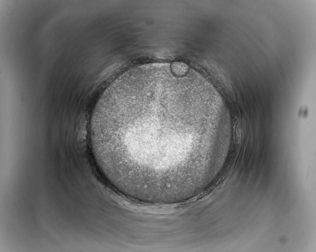 X0000098120032200805021207