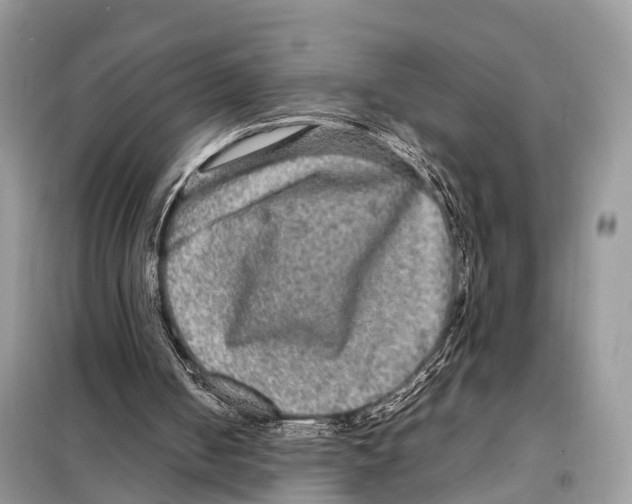 X0000098120050200805021206