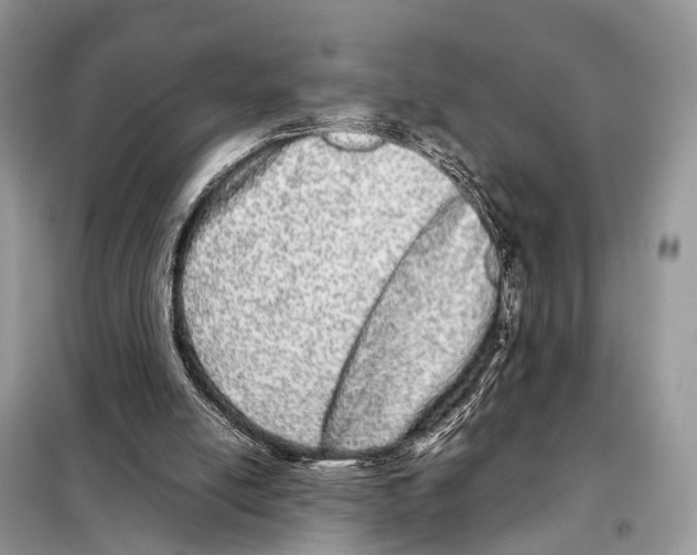 X0000098120054200805021206