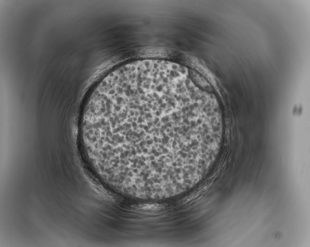 X0000098120059200805021206