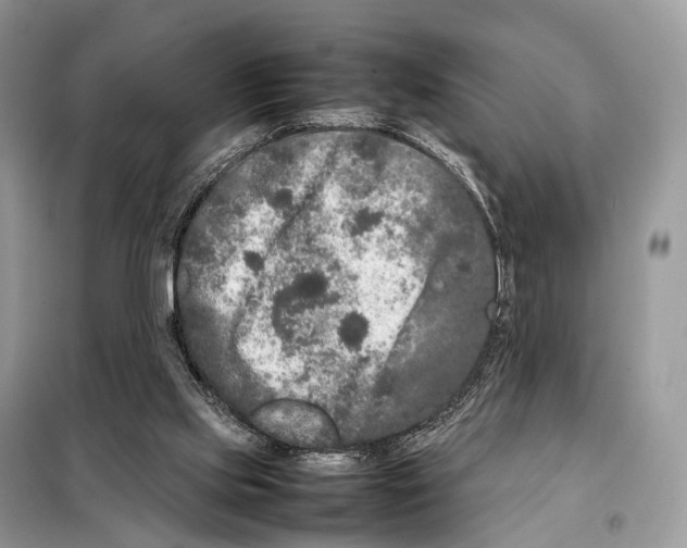 X0000098120061200805021206