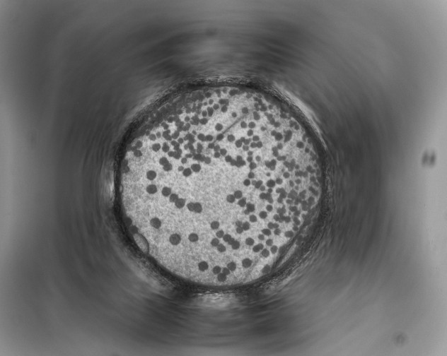 X0000098120067200805021206