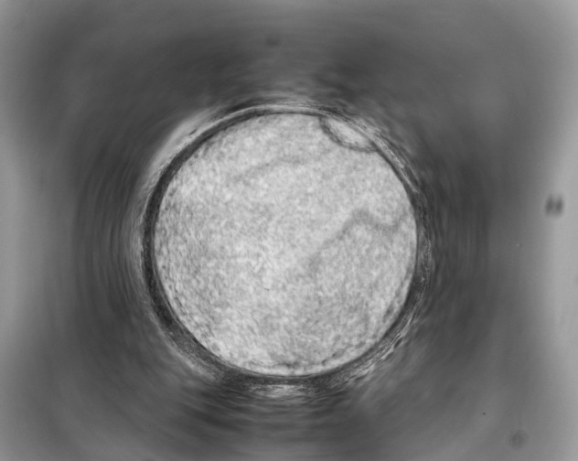 X0000098120151200805021205