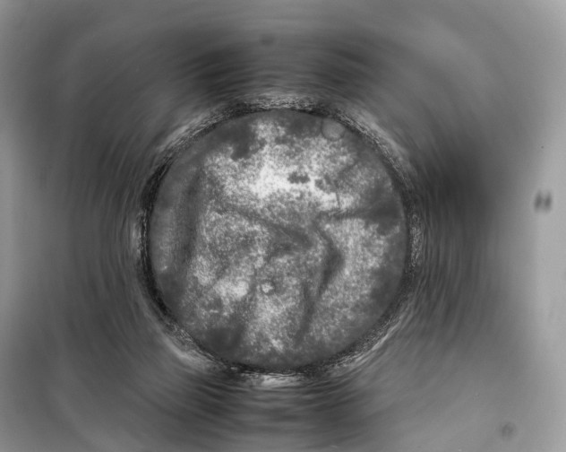 X0000098120165200805021205