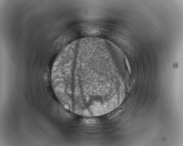 X0000098120181200805021205